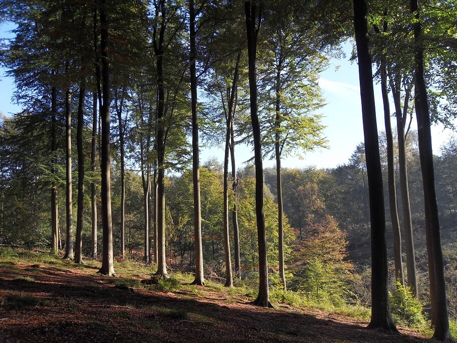 Aller à la foresterie